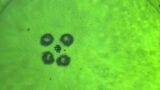 The Future of Robotics: The Rise of Microrobots and Nanorobots