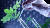 From Lab to Field: The Power of Biotechnology in Agriculture