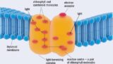 The Rise of Quantum Biomechanics: Applications and Innovations