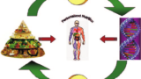 The Personalized Nutrition Revolution: How Your Genes Can Help You Optimize Your Health