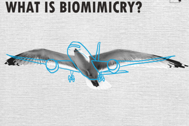 Nature-Inspired Solutions: Biomimetic Engineering for Sustainable Innovation