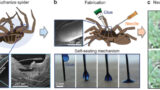 Necrobotics: Exploring the Intersection of Robotics and Necromancy