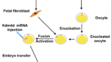 Cloning: Unraveling the Science, Ethics, and Potential Applications