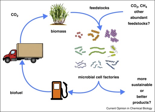 Synthetic Biology and the Future of Biofuels: From Lab to Pump