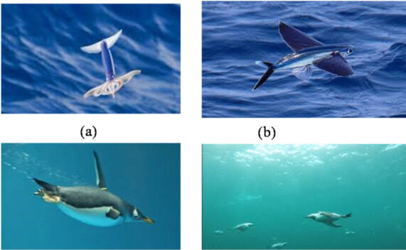 Biomimetic Propulsion Systems for Underwater Exploration: Nature’s Blueprint for Efficient Locomotion