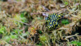 Nature’s Superheroes: The Science of Plants and Animals