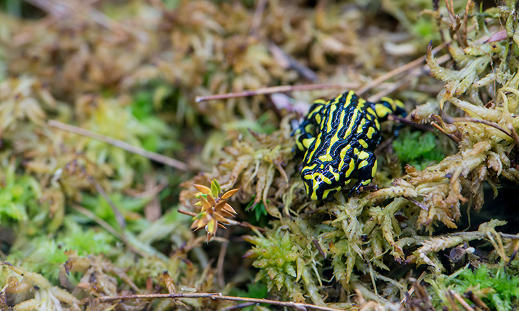 Nature’s Superheroes: The Science of Plants and Animals